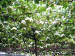 PICT1381.jpg